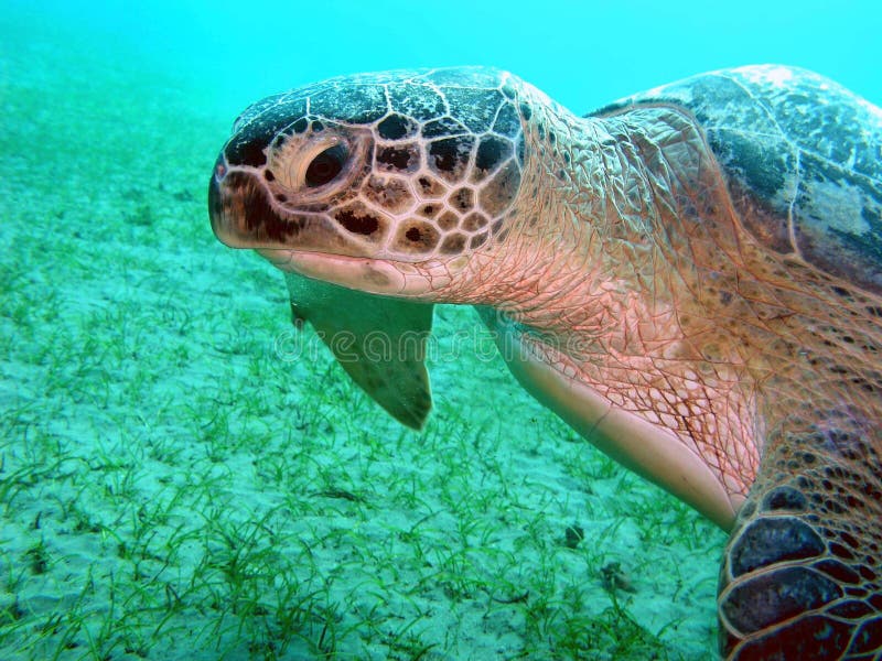 Tortue de la Mer Rouge image stock. Image du profondément 10449747