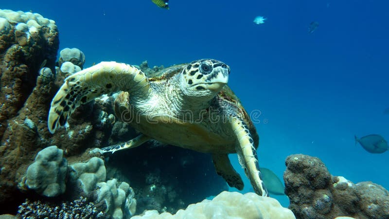 Hawksbill sea turtle (CR species) Hawksbill Turtle - Eretmochelys imbricata.Sea turtles . Great Reef Turtle .Bissa. Hawksbill sea turtle (CR species) Hawksbill Turtle - Eretmochelys imbricata.Sea turtles . Great Reef Turtle .Bissa.