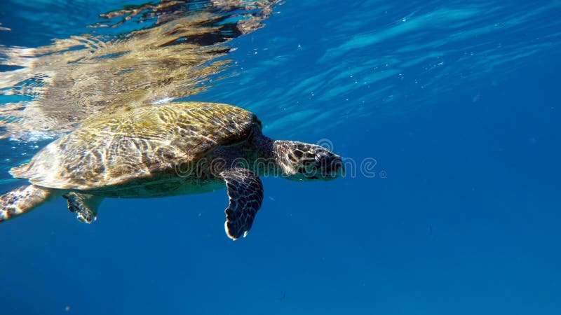 Hawksbill sea turtle (CR species) Hawksbill Turtle - Eretmochelys imbricata.Sea turtles . Great Reef Turtle .Bissa. Hawksbill sea turtle (CR species) Hawksbill Turtle - Eretmochelys imbricata.Sea turtles . Great Reef Turtle .Bissa.