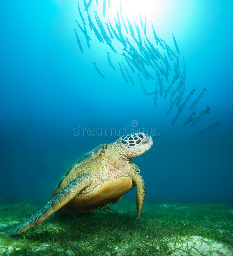 Sea turtle deep underwater with barracudas and sunlight water. Sea turtle deep underwater with barracudas and sunlight water