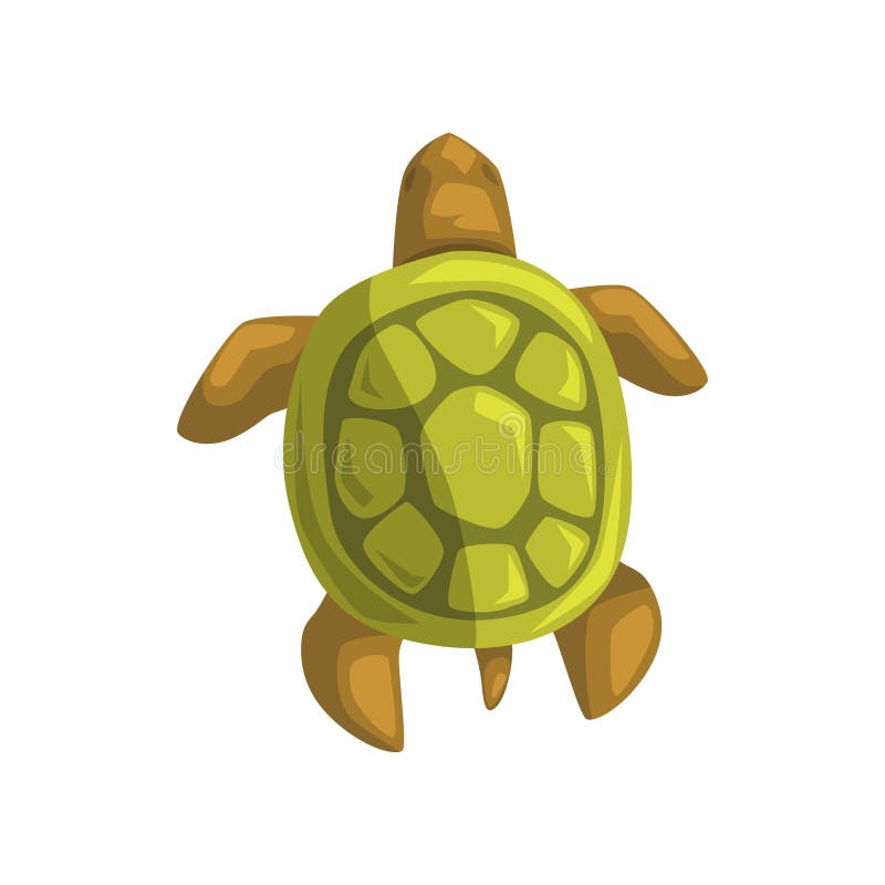 Tortue de mer, reptile, vue d'illustration ci-dessus de vecteur de bande dessinée illustration de vecteur Tortue de mer, reptile, vue d'illustration ci-dessus de vecteur de bande dessinée illustration de vecteur