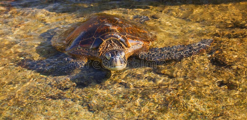 Tortue de mer verte photo stock Tortue de mer verte photo stock