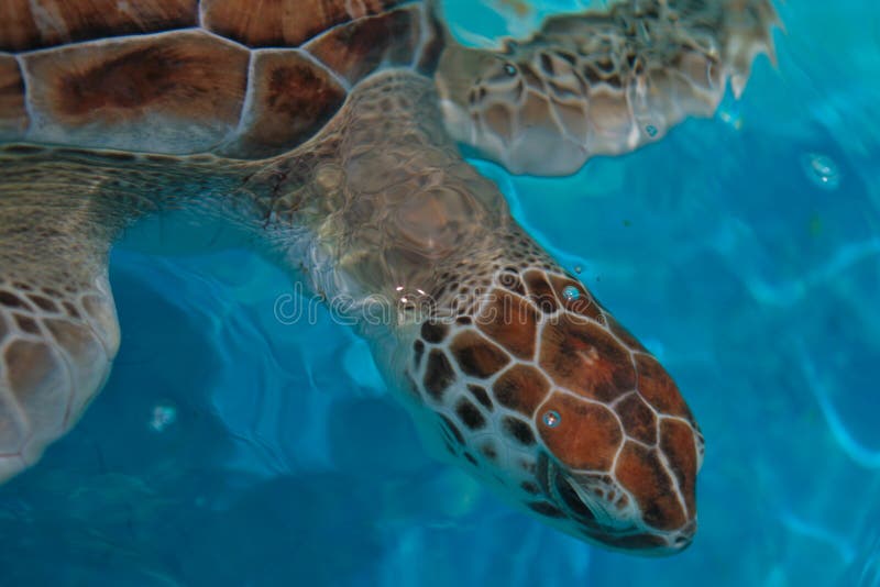 Green Sea Turtle in Barbados. Green Sea Turtle in Barbados