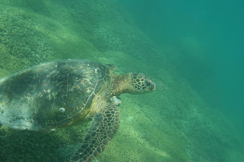 Tortue de mer verte hawaïenne image libre de droits Tortue de mer verte hawaïenne image libre de droits