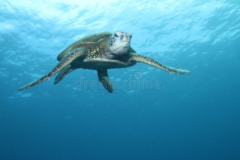Tortue de mer verte hawaïenne photos libres de droits Tortue de mer verte hawaïenne photos libres de droits