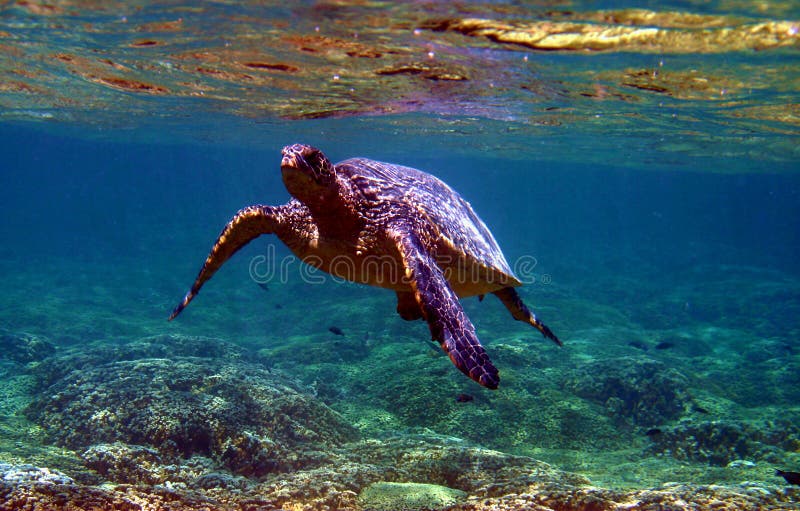 tortue de mer verte sous-marine photo libre de droits tortue de mer verte sous-marine photo libre de droits