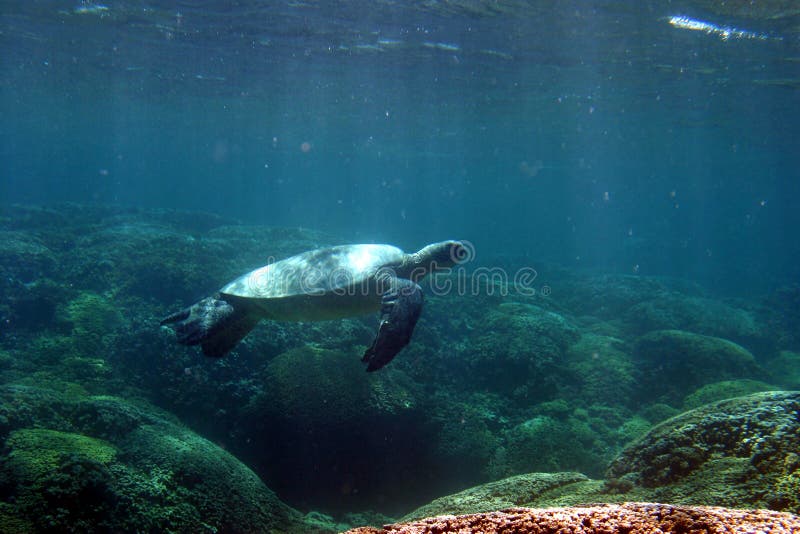 Tortue de natation photo stock Tortue de natation photo stock