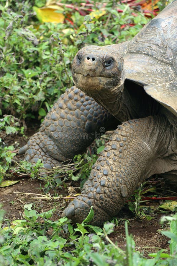 Tortue fouineuse de Galapagos photos stock Tortue fouineuse de Galapagos photos stock