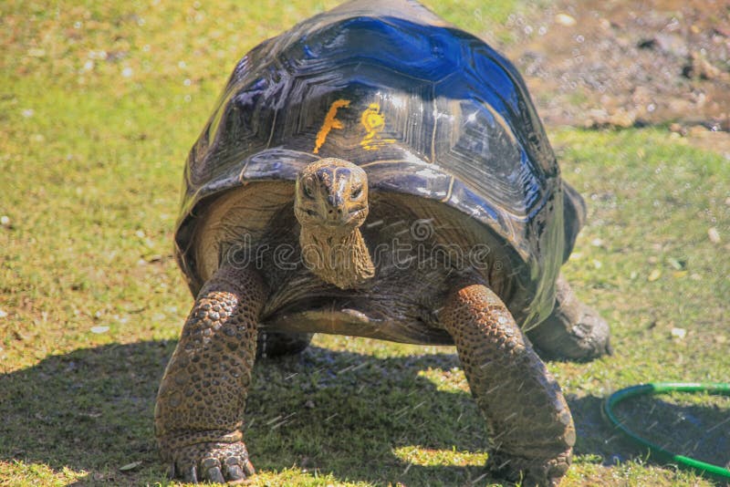 Tortue g?ante photo stock Tortue g?ante photo stock