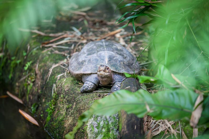 Tortue géante de terre de Galapagos dans le zoo de Singapour photos stock Tortue géante de terre de Galapagos dans le zoo de Singapour photos stock