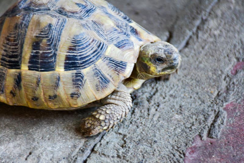 Tortue photo stock Tortue photo stock