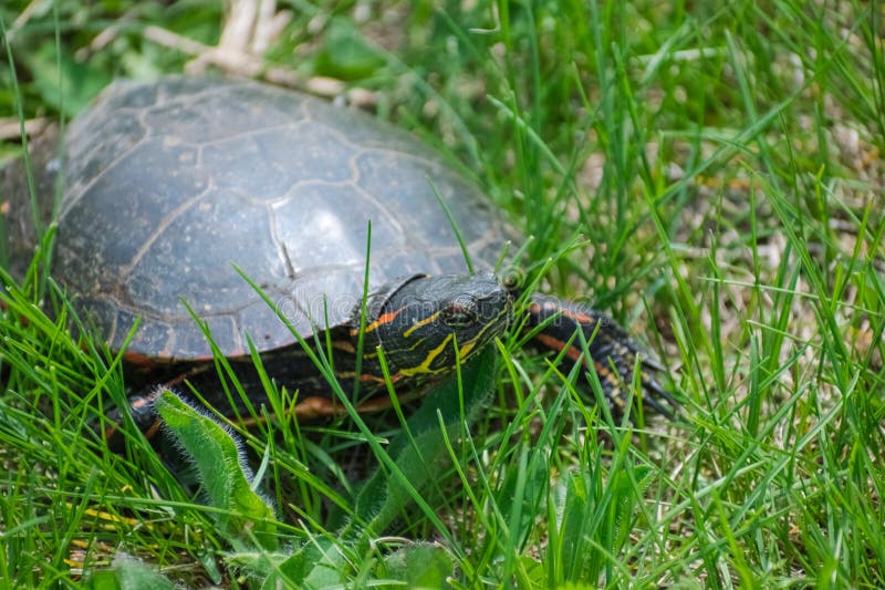 Tortue peinte dans l'herbe semblant droite photo libre de droits Tortue peinte dans l'herbe semblant droite photo libre de droits