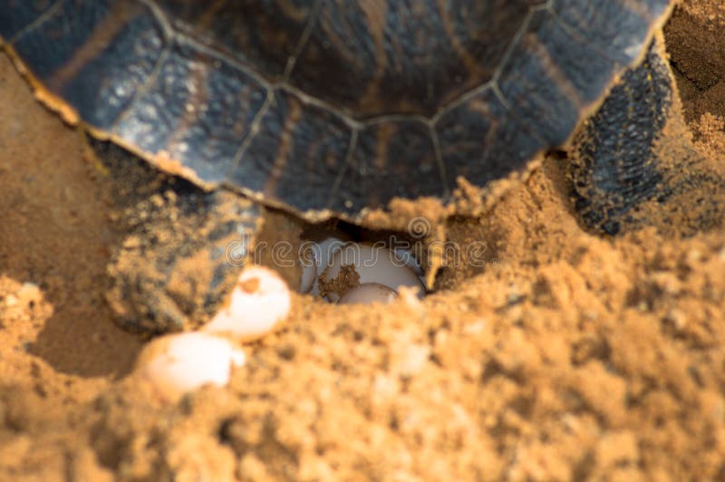 Tortue pondant des oeufs image stock. Image du tortue 41783089