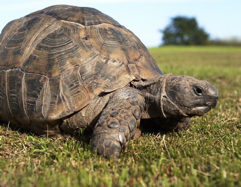 Tortue rampant le long de l'herbe photo libre de droits Tortue rampant le long de l'herbe photo libre de droits