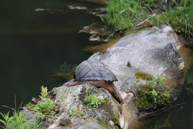 Tortue refroidissant photographie stock libre de droits Tortue refroidissant photographie stock libre de droits