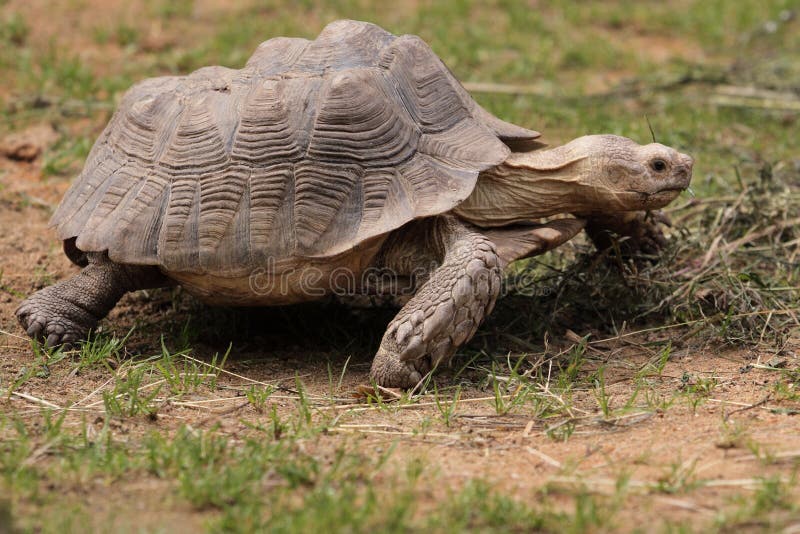 Tortue stimulée africaine photos stock Tortue stimulée africaine photos stock