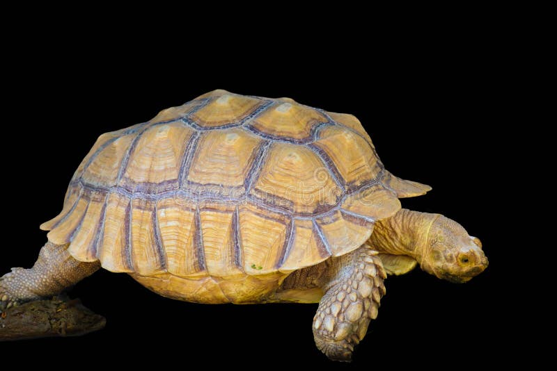Tortue sur le fond noir image libre de droits Tortue sur le fond noir image libre de droits