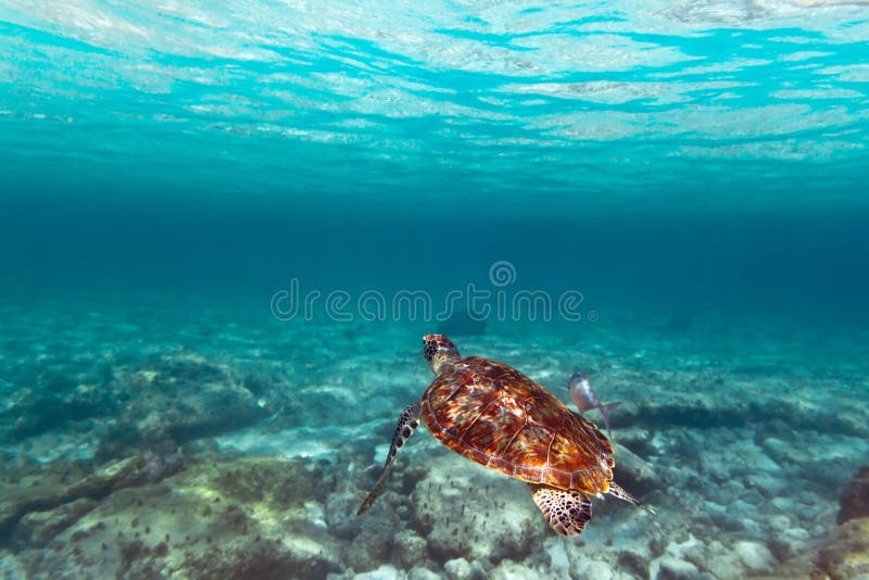 Tortue verte en mer des Caraïbes photographie stock Tortue verte en mer des Caraïbes photographie stock