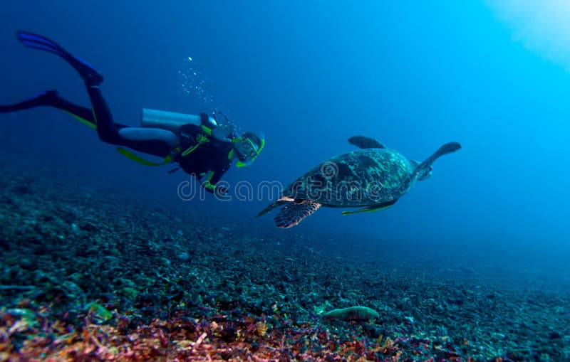 Tortue verte et plongeur, Lombok, Indonésie photo stock Tortue verte et plongeur, Lombok, Indonésie photo stock