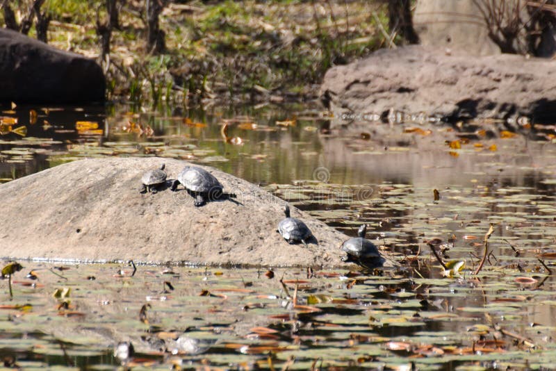Tortues brésiliennes images stock Tortues brésiliennes images stock