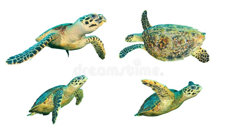 Tortues de mer d'isolement illustration stock Tortues de mer d'isolement illustration stock