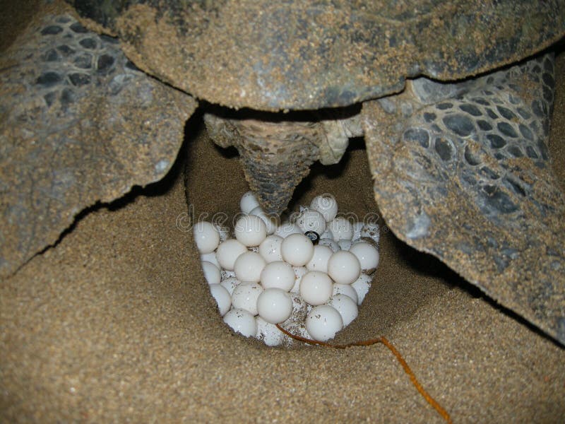 Comoros island, moheli itsamia green marine turtle chelonia mydas , reproductive season, female got on the beach to dig a nest and spawn, threatened species, lot of eggs. Comoros island, moheli itsamia green marine turtle chelonia mydas , reproductive season, female got on the beach to dig a nest and spawn, threatened species, lot of eggs