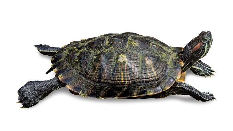 Tortuga aislada en el fondo blanco Especie o tortuga del reptil Trayectoria de recortes