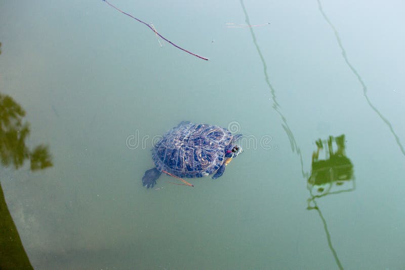 tortuga Amarillo-hinchada del resbalador que flota en una charca fangosa fotos de archivo libres de regalías tortuga Amarillo-hinchada del resbalador que flota en una charca fangosa fotos de archivo libres de regalías