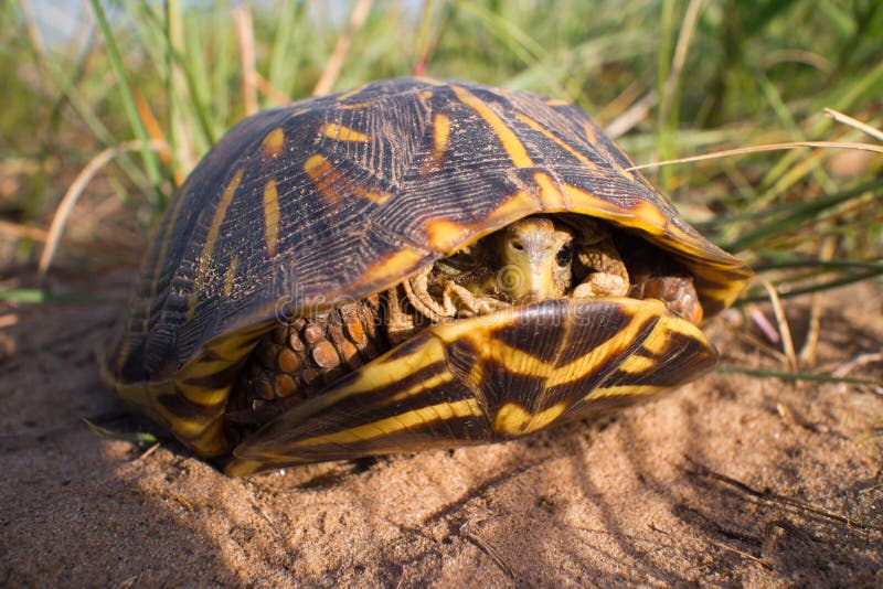 Tortuga de caja adornada dentro de su Shell imagen de archivo Tortuga de caja adornada dentro de su Shell imagen de archivo
