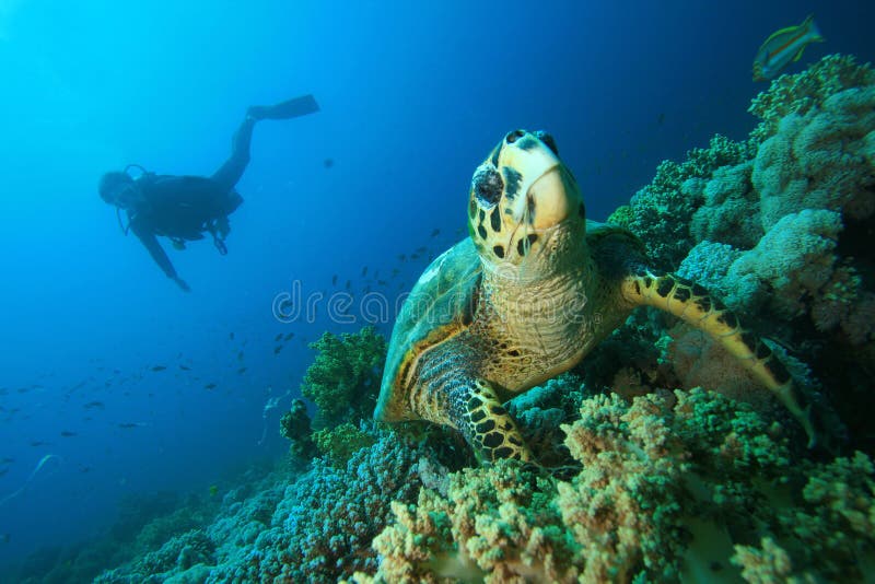 Tortuga de Hawksbill y zambullidor de equipo de submarinismo imagen de archivo libre de regalías Tortuga de Hawksbill y zambullidor de equipo de submarinismo imagen de archivo libre de regalías