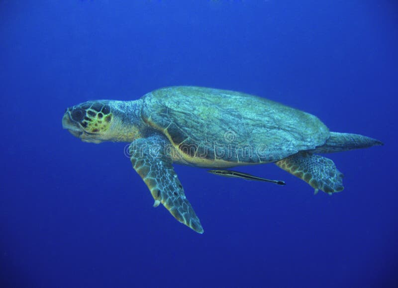 Tortuga de mar imágenes de archivo libres de regalías Tortuga de mar imágenes de archivo libres de regalías