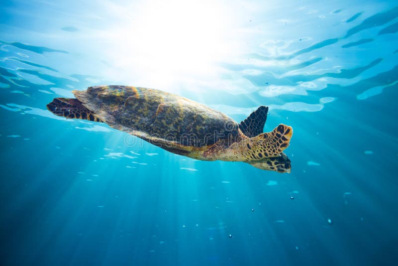 Tortuga de mar de Hawksbill imágenes de archivo libres de regalías Tortuga de mar de Hawksbill imágenes de archivo libres de regalías