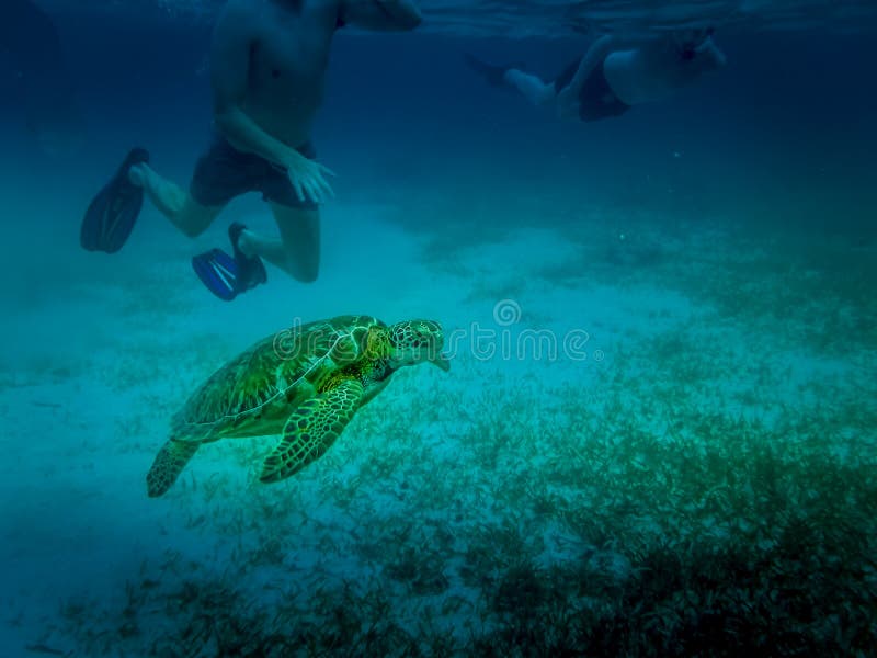 Tortuga de mar en el mar del Caribe - calafate de Caye, Belice imágenes de archivo libres de regalías Tortuga de mar en el mar del Caribe - calafate de Caye, Belice imágenes de archivo libres de regalías