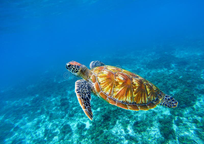 Tortuga de mar en primer azul del océano Primer de la tortuga de mar verde Especie en peligro de arrecife de coral tropical