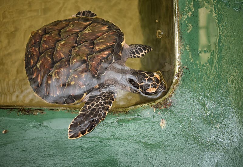Tortuga de mar rescatada foto de archivo libre de regalías Tortuga de mar rescatada foto de archivo libre de regalías