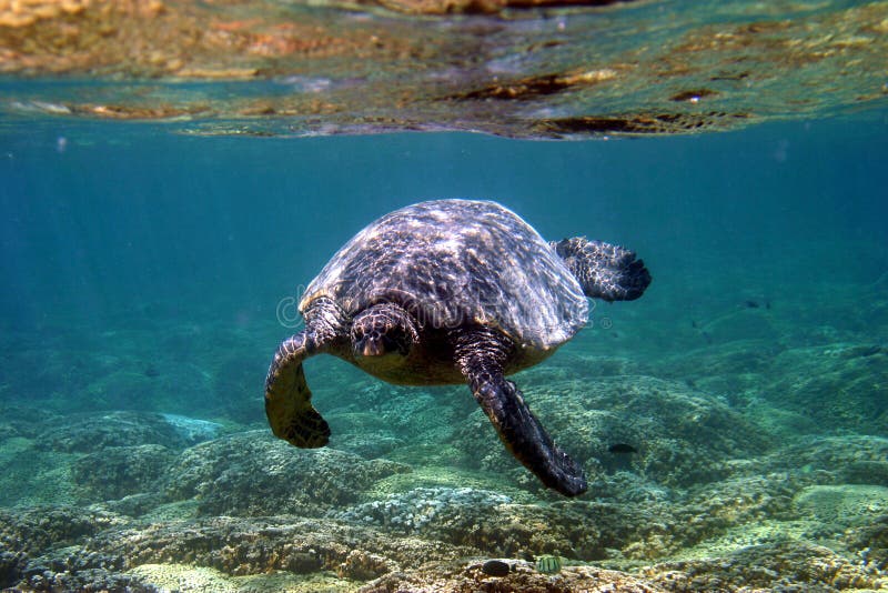 Tortuga de mar subacuática imagen de archivo Tortuga de mar subacuática imagen de archivo
