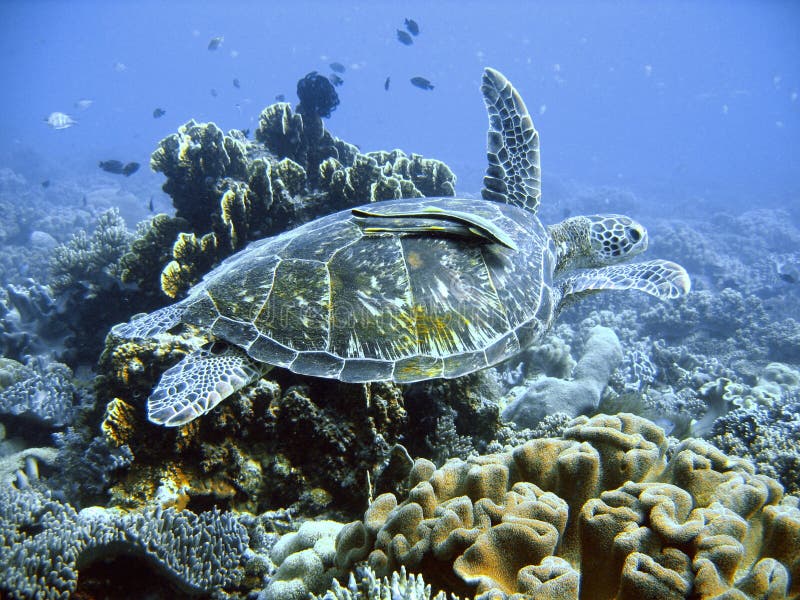 Tortuga de mar verde Tortuga de mar verde