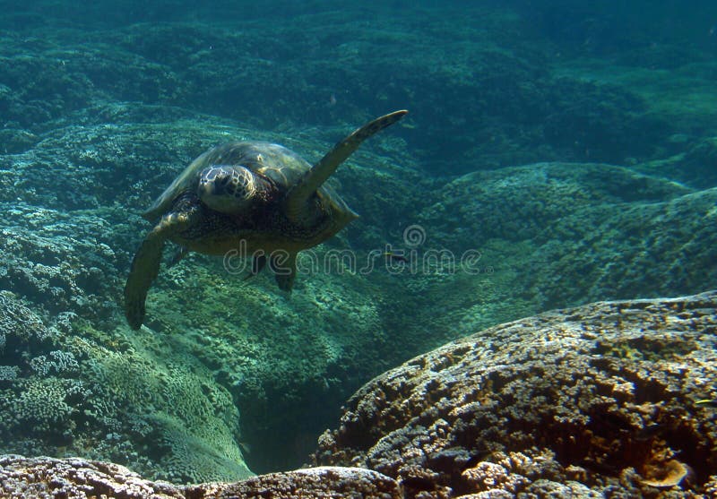 Tortuga de mar verde subacuática fotografía de archivo Tortuga de mar verde subacuática fotografía de archivo
