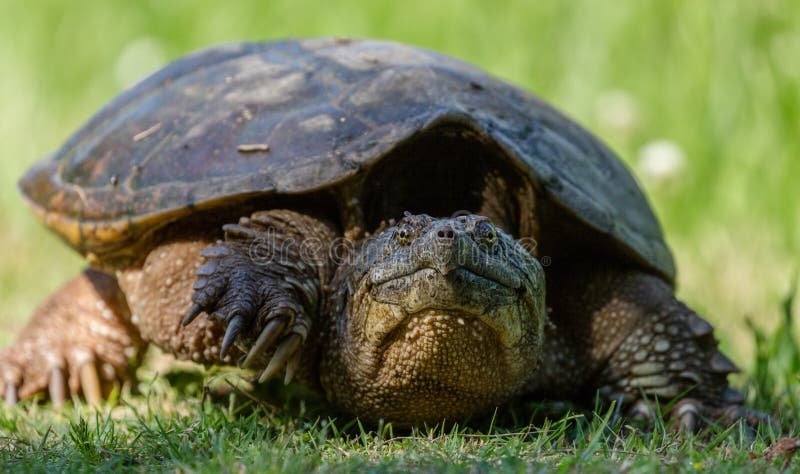 Tortuga de rotura común en la hierba verde que se mueve el pie imagenes de archivo Tortuga de rotura común en la hierba verde que se mueve el pie imagenes de archivo