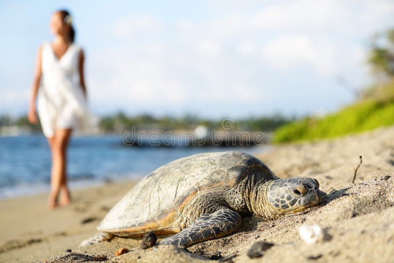 Tortuga en la playa, mujer que camina, isla grande, Hawaii