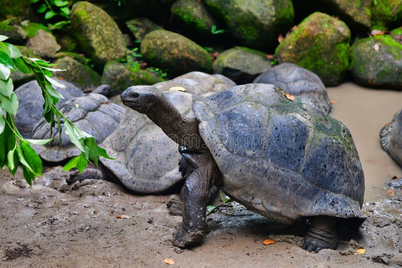 Aldabra giant tortoise Aldabrachelys gigantea in natural park, Mahe Island, Seychelles. Aldabra giant tortoise Aldabrachelys gigantea in natural park, Mahe Island, Seychelles.