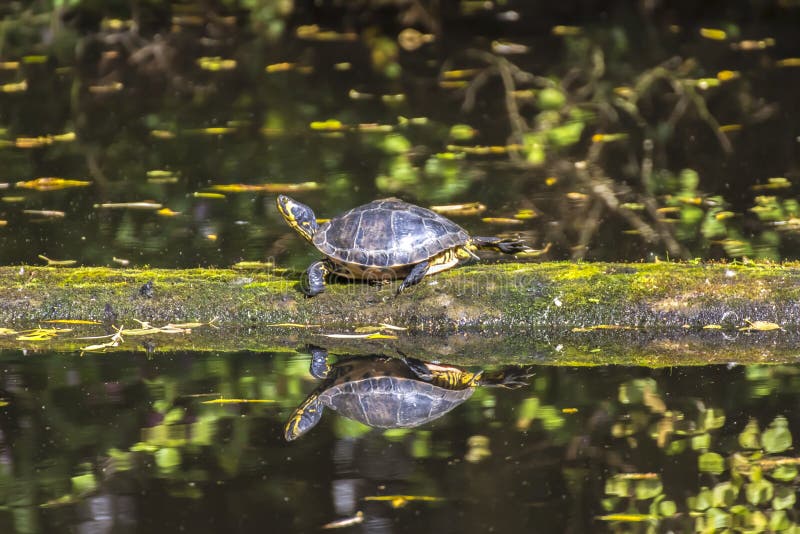 Tortuga hinchada amarilla que camina en un registro que flota en agua imagenes de archivo Tortuga hinchada amarilla que camina en un registro que flota en agua imagenes de archivo
