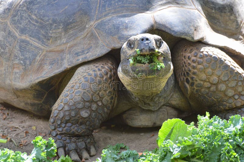 Tortuga que come la ensalada fotografía de archivo Tortuga que come la ensalada fotografía de archivo