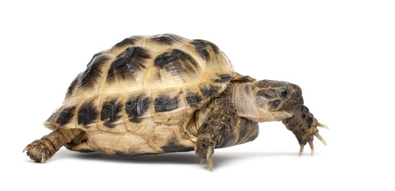 Turtle на русский. Среднеазиатская черепаха. Черепаха Среднеазиатская лапы. Черепаха на белом фоне.