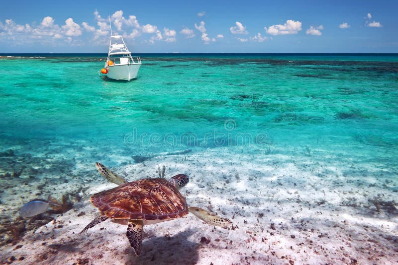 Tortuga verde subacuática en el mar del Caribe imagenes de archivo Tortuga verde subacuática en el mar del Caribe imagenes de archivo