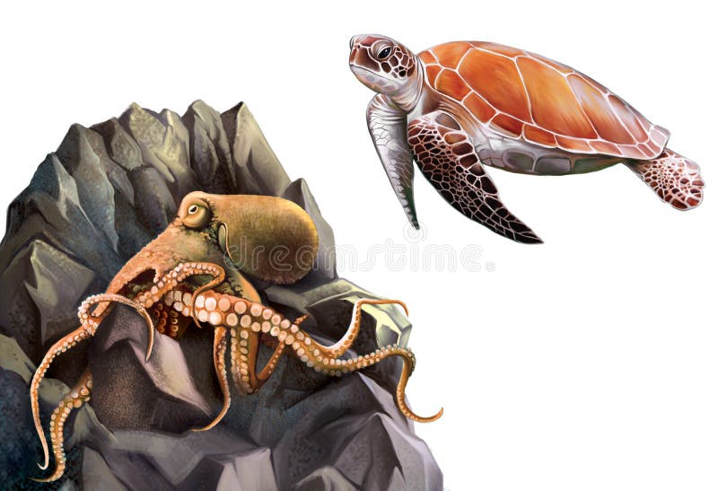 Turtle and Octopus in the rocks. Isolated realistic illustration on white background. Turtle and Octopus in the rocks. Isolated realistic illustration on white background