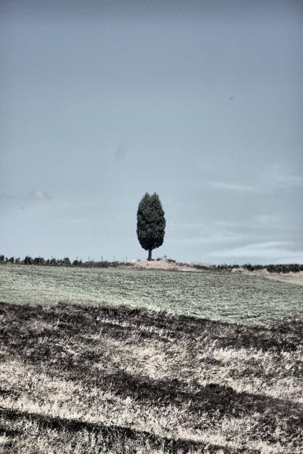 Toscaans landschap met cipresboom royalty-vrije stock afbeelding Toscaans landschap met cipresboom royalty-vrije stock afbeelding