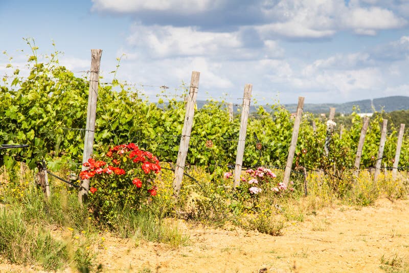 Toscanië Wineyard stock foto Toscanië Wineyard stock foto