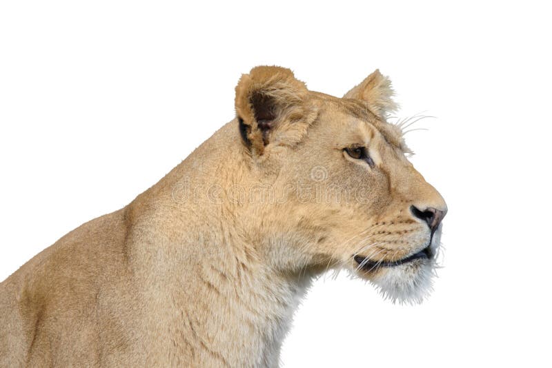 Lion Png Stock Photos - Free & Royalty-Free Stock Photos from Dreamstime