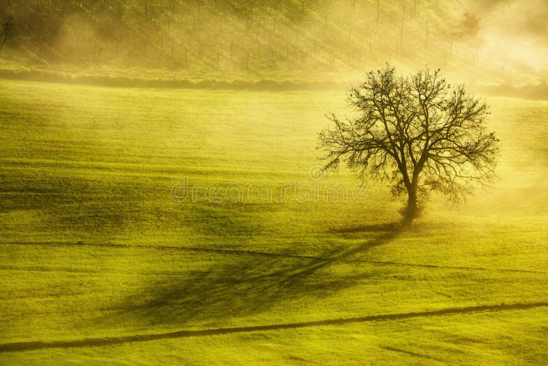 Toskana-Wintermorgen, einsamer Baum und Nebel Italien stockfotografie